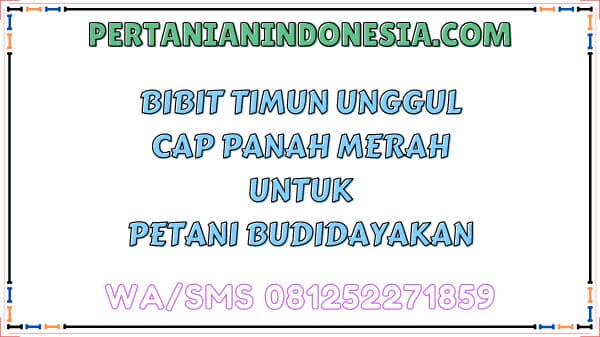 Bibit Timun Unggul Cap Panah Merah Untuk Petani Budidayakan
